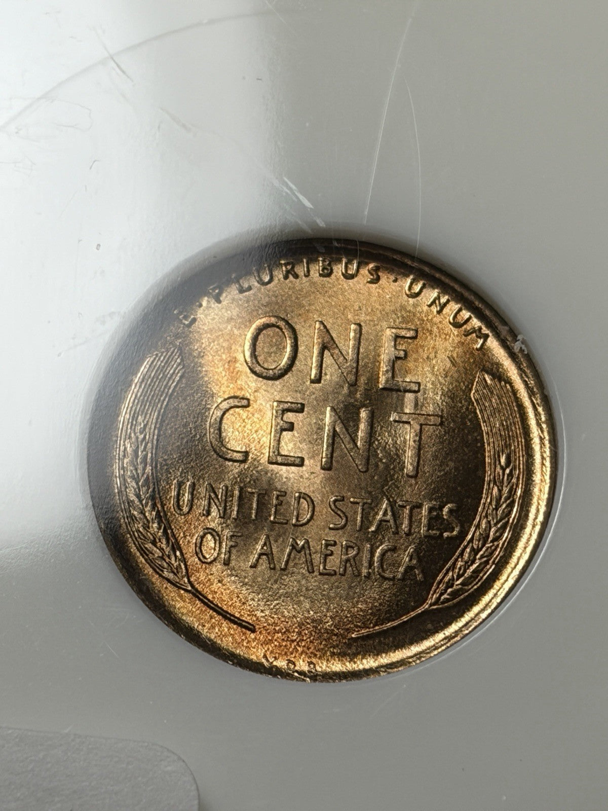 1909 VDB NGC MS66 RD CAC Lincoln Wheat Cent Old Fatty Holder